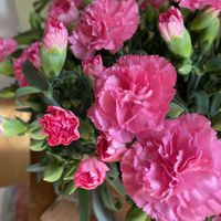 カーネーション,お花,母の日,ありがとう❤️,今日のお花の画像