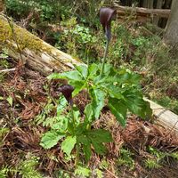 ウラシマソウの画像