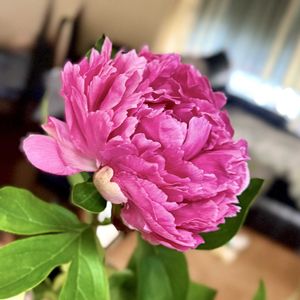 シャクヤク,切り花,ガーデニングの画像