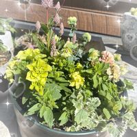 ペチュニア,オレガノ ケントビューティー,プチロータス ジョーイ,寄せ植え,班入りの画像