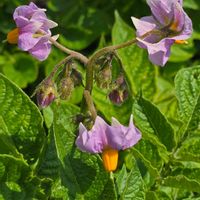 ジャガイモ,野菜,散歩,季節の花,田畑の画像