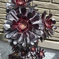 黒法師,黒法師,カシミアバイオレット,まだら黒法師,多肉地植えの画像