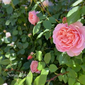 ソニアリキエル,ソニアリキエル,地植え,開花,庭の花の画像