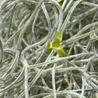 ウスネオイデス,ウスネオイデス・細葉,チランジア ウスネオイデスの花,開花中,緑色の花の画像