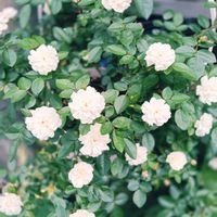アジサイ,コスモス,ダリア,マーガレット,紫陽花の画像