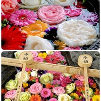 スミレ,カキドオシ,花手水,ほんわか♥️ほんのり,花咲く乙女たち♡の画像