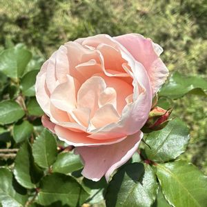 ダフネ,シルクロード,バラ シャリマー,地植え,太陽大好きの画像
