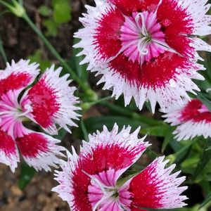 地植え,可愛い,花のある暮らし,ありがとう❤️,お花だい好きの画像