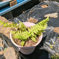 シノブの画像