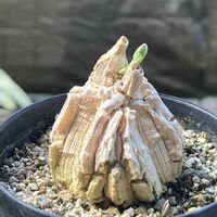 マテレア シクロフィラ,多肉植物,塊根植物,コーデックス,花のある暮らしの画像