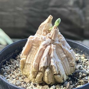 マテレア シクロフィラ,多肉植物,塊根植物,コーデックス,花のある暮らしの画像