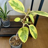 フィカス・アルテシマ,観葉植物,植え替え,ダイソー産,ジャングル化計画の画像