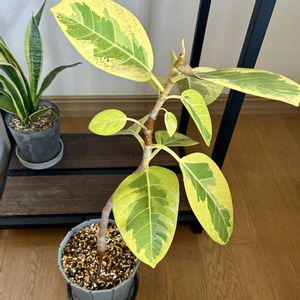 フィカス・アルテシマ,観葉植物,植え替え,ダイソー産,ジャングル化計画の画像