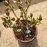 芙蓉,金のなる木,金のなる木,芙蓉 (フヨウ)の画像