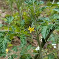 ミニトマトの花,畑の画像