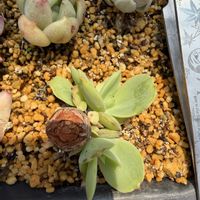 多肉植物の画像