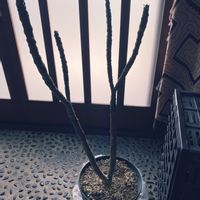 プルメリアの画像