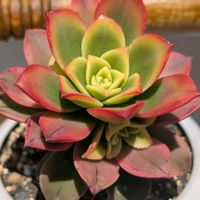 エケベリア,夕映え,レボリューション,多肉植物,エケの画像