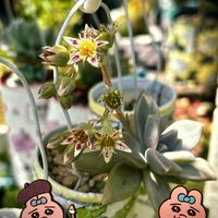ニゲラ,初恋,美女ナデシコ,多肉植物,カフェのお庭の画像