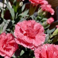カーネーション,キュウリ,ヒメツルソバ,ポリゴナム,今日のお花の画像