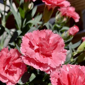 カーネーション,キュウリ,ヒメツルソバ,ポリゴナム,今日のお花の画像