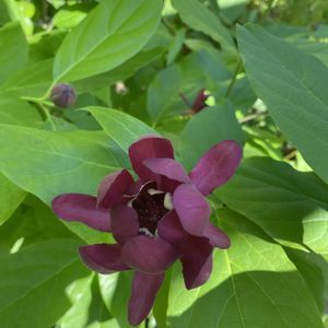 クロバナロウバイ　アフロディーテ,赤い花,地植え,開花,緑が好きの画像