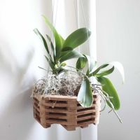 胡蝶蘭,胡蝶蘭,ウスネオイデス,観葉植物,グリーンインテリアの画像