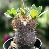 パキポディウム　恵比寿大黒,多肉植物,塊根植物,コーデックス,パキポディウム属の画像