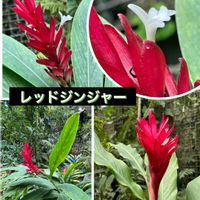 玉つづり,ミッキーマウスの木,メディニラ マグニフィカ,レッドジンジャー,ツンベルギア マイソレンシスの画像
