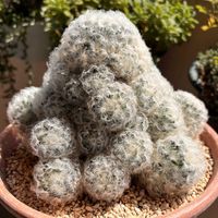 白星,多肉植物,多肉大好き,マミラリア属,多肉植物ラブの画像
