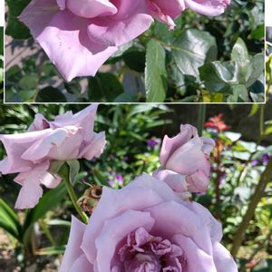 地植え,花のある暮らし,楽しみです,私の癒やし,植物のあるくらしの画像