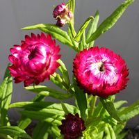 アグロステンマ,ムギワラギク,花のある暮らし,種蒔きから,チーム愛知の画像