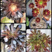 多肉植物,多肉棚,アエオニウム属,癒し,花のある暮らしの画像
