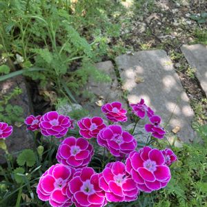 カーネーション,チェリーセージ,薔薇,薔薇,ピエールドゥロンサールの画像