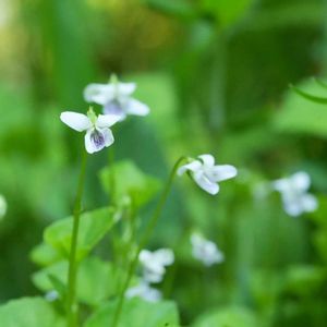 イロハモミジ,植物園,山野草,野草,野草園の画像