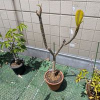 プルメリア,熱帯植物の画像