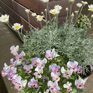 ローダンセマムエルフホワイト,ビオラ ふわふわ金魚ちゃん,寄せ植え,ガーデニング,花のある暮らしの画像