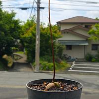 アボカド,おうち園芸,はゅアボカド,家庭菜園,ベランダの画像