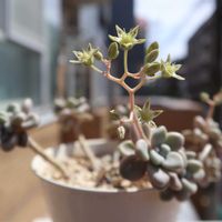 だるま秀麗,多肉のお花,多肉植物,多肉初心者,咲いた！の画像