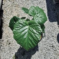 ウンベラータ,ウンベラータ,観葉植物の画像