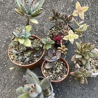 月兎耳,ゴールデンラビット,黒兎耳,テディベア,多肉植物の画像