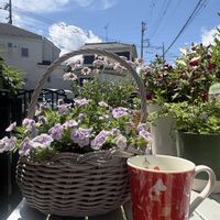 カリブラコア,イングリッシュラベンダー,サンビタリア サンライト,ガザニアビースト カナリアスマイル,ムーミンの日の画像