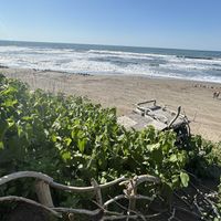 アップルミント,オオイタドリ,海辺,旅先,富山支部の画像