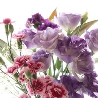 カーネーション,トルコキキョウ,母の日のプレゼント,バラ・ミニバラ,今日のお花の画像