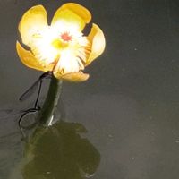 睡蓮,睡蓮,睡蓮,コウホネ,コウホネの画像