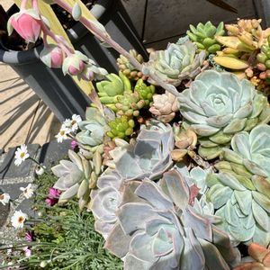 エケベリア,エケベリア,花芽！,エケベリア属,花芽の画像