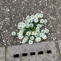 スイートアリッサム の画像