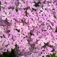 セリンセ・マヨール,セリンセ・マヨール,四つ葉のクローバー,四つ葉のクローバー,フロックス ピロサの画像