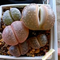 リトープス,多肉植物,リトープス属,岩手県の画像