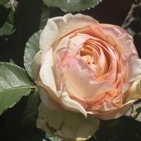 薔薇,お花,愛媛県,庭の画像